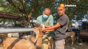 15 Tim DKPP Madiun Siaga Periksa Daging Kurban Saat Idul Adha 2026