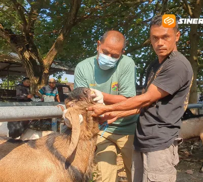 15 Tim DKPP Madiun Siaga Periksa Daging Kurban Saat Idul Adha 2026