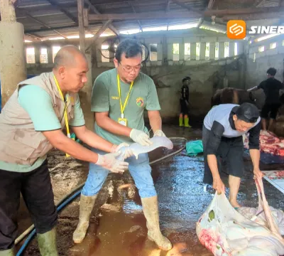 DKPP Madiun Sisir Jeroan Hewan Kurban Idul Adha, Cacing Hati Jadi Ancaman Utama