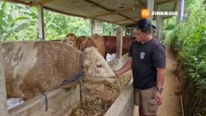 Sapi Sultan Ponorogo Jadi Rebutan! Harganya Tembus Ratusan Juta
