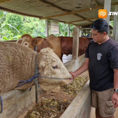 Sapi Sultan Ponorogo Jadi Rebutan! Harganya Tembus Ratusan Juta