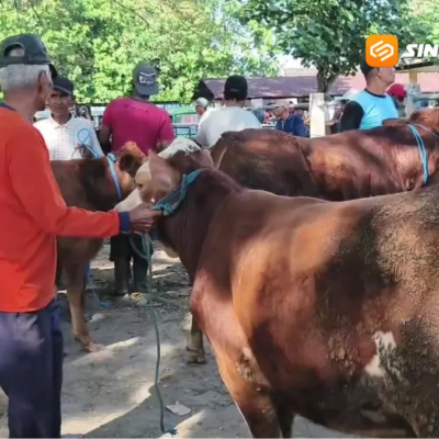 Harga Sapi Kurban di Ngawi Berangsur Naik Jelang Idul Adha 2026
