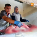 Ditemukan Cacing Hati pada Hewan Kurban di Magetan, Disnakkan Pastikan Daging Tetap Aman