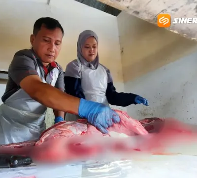 Ditemukan Cacing Hati pada Hewan Kurban di Magetan, Disnakkan Pastikan Daging Tetap Aman
