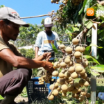 Lebih Segar dan Murah, Wisata Petik Melon dan Kelengkeng di Magetan Ramai Diserbu Pengunjung