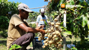 Lebih Segar dan Murah, Wisata Petik Melon dan Kelengkeng di Magetan Ramai Diserbu Pengunjung