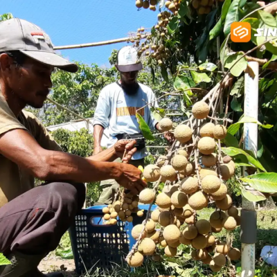 Lebih Segar dan Murah, Wisata Petik Melon dan Kelengkeng di Magetan Ramai Diserbu Pengunjung