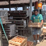 Telur Menumpuk, Harga Pakan Melonjak, Ratusan Peternak Ayam Petelur di Magetan Terancam Bangkrut