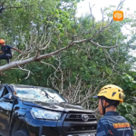 Pohon Tumbang Timpa Mobil Waka Adm Perhutani KPH Kediri di Magetan