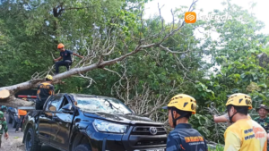 Pohon Tumbang Timpa Mobil Waka Adm Perhutani KPH Kediri di Magetan