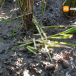 Hama Tikus dan Wereng Coklat Dominasi Serangan di Lahan Padi Magetan