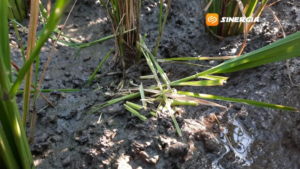 Hama Tikus dan Wereng Coklat Dominasi Serangan di Lahan Padi Magetan
