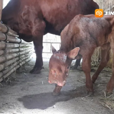 Anak Sapi Bermata Tiga dan Bermocong Dua Lahir di Magetan Bikin Heboh