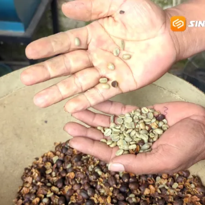 Kopi Warisan Kolonial Belanda dari Lereng Gunung Lawu Tetap Bertahan, Jadi Primadona Baru Magetan