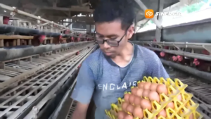 Harga Telur Lesu, Peternak Ayam Petelur di Magetan Terpaksa Gadai Sertifikat hingga Jual Sapi demi Bertahan