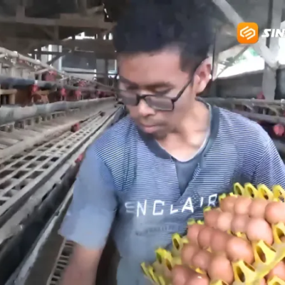 Harga Telur Lesu, Peternak Ayam Petelur di Magetan Terpaksa Gadai Sertifikat hingga Jual Sapi demi Bertahan