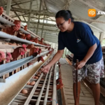 Harga Telur Ayam di Madiun Anjlok, Peternak Mengaku Rugi dan Terancam Gulung Tikar