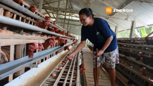 Harga Telur Ayam di Madiun Anjlok, Peternak Mengaku Rugi dan Terancam Gulung Tikar