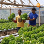 Modal Rp200 Ribu, Pemuda Magetan Raup Jutaan Rupiah dari Selada Hidroponik di Lahan Bekas Kebun Ketela