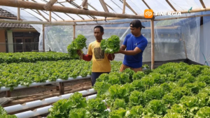 Modal Rp200 Ribu, Pemuda Magetan Raup Jutaan Rupiah dari Selada Hidroponik di Lahan Bekas Kebun Ketela