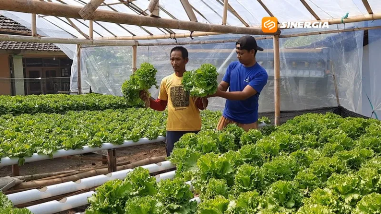 Modal Rp200 Ribu, Pemuda Magetan Raup Jutaan Rupiah dari Selada Hidroponik di Lahan Bekas Kebun Ketela