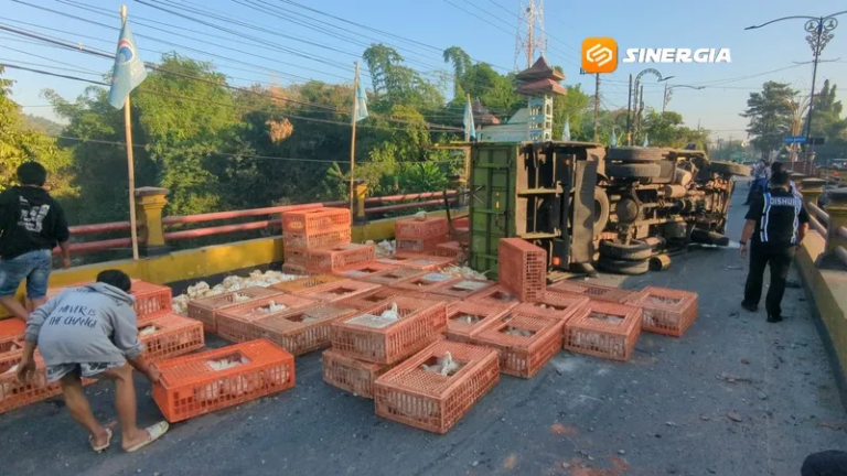 Truk Muatan Ayam Terguling di Jembatan Catur Madiun, Sopir Diduga Kurang Konsentrasi hingga Serempet Bus Restu