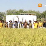 Padi Amfibi UGM Panen Hingga 8,5 Ton per Hektare, Petani Madiun Mulai Beralih ke Gamagora 7