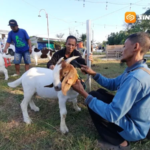 Kambing Kontes Bernilai Puluhan Juta Dipamerkan di Magetan, Warga Diajak Melirik Peluang Bisnis Ternak