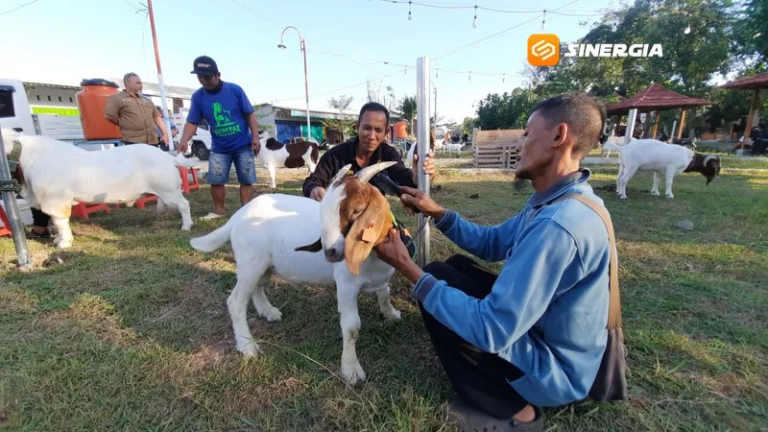 Kambing Kontes Bernilai Puluhan Juta Dipamerkan di Magetan, Warga Diajak Melirik Peluang Bisnis Ternak