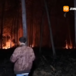 Hutan Jati Terbakar Hebat di Sampung, Asap Ganggu Jalur Ponorogo–Magetan