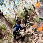 TNI-Polri dan BPBD Trenggalek Berhasil Padamkan Kebakaran Hutan Jati di Gandusari dalam Empat Jam