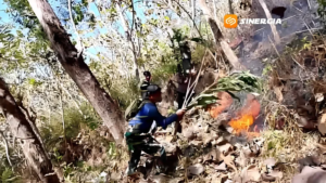 TNI-Polri dan BPBD Trenggalek Berhasil Padamkan Kebakaran Hutan Jati di Gandusari dalam Empat Jam