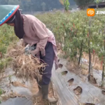 Harga Anjlok Pada Kemarau Panjang, Petani Sayuran Sarangan Magetan Terancam Gagal Panen