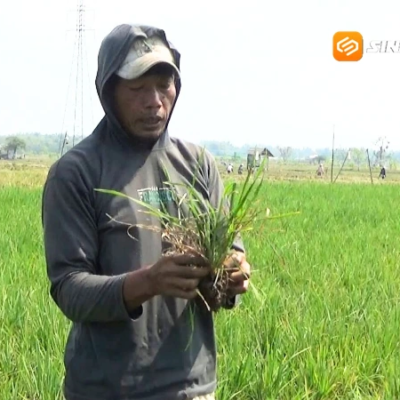 Kemarau Belum Usai, Petani Madiun Kini Dihantui Serangan Wereng yang Ancam Produksi Padi
