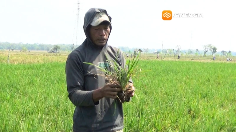 Kemarau Belum Usai, Petani Madiun Kini Dihantui Serangan Wereng yang Ancam Produksi Padi