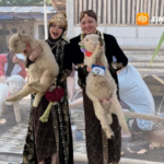Unik! Seserahan Pernikahan di Ponorogo Berupa Sepasang Domba Merino