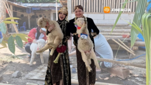 Unik! Seserahan Pernikahan di Ponorogo Berupa Sepasang Domba Merino