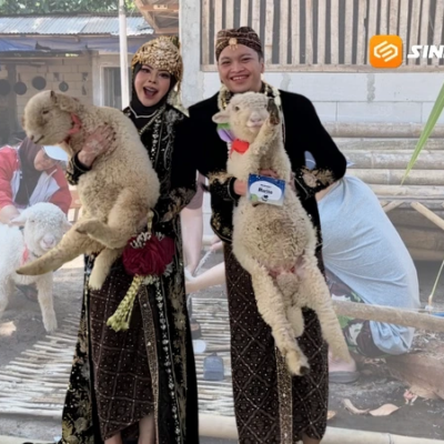 Unik! Seserahan Pernikahan di Ponorogo Berupa Sepasang Domba Merino