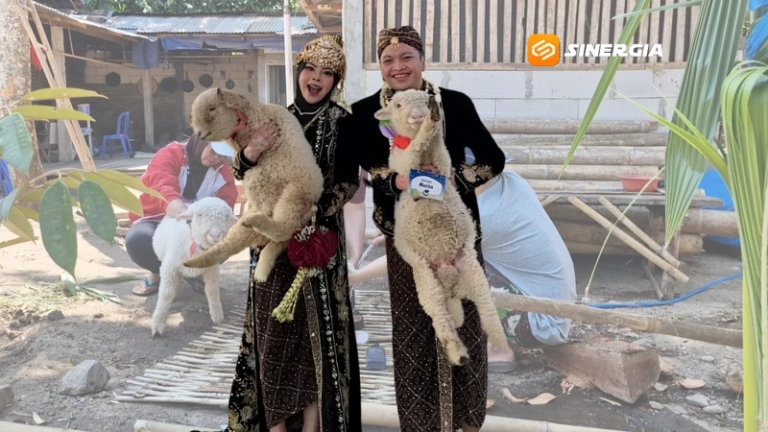 Unik! Seserahan Pernikahan di Ponorogo Berupa Sepasang Domba Merino