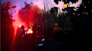 Musim Kemarau, Lahan Tebu dan Rumpun Bambu di Madiun Jadi Titik Rawan Karhutla