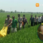 Diduga Tersengat Jebakan Tikus, Pria Tanpa Identitas Ditemukan Tewas di Sawah Madiun