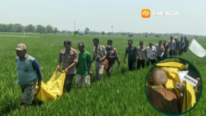 Diduga Tersengat Jebakan Tikus, Pria Tanpa Identitas Ditemukan Tewas di Sawah Madiun
