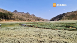 Waduk Bendo Surut, Warga Ngadirojo Manfaatkan Lahan Jadi Area Pertanian musiman