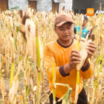 Bulog Madiun Baru Serap 47 Persen Target Jagung, Petani Dijanjikan Harga Rp. 5.500/Kg