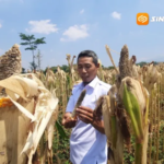 Hama Tikus Serang Tanaman Jagung di Desa Turi Magetan, Petani Terancam Kehilangan 40 Persen Hasil Panen