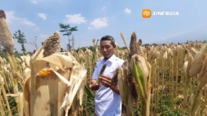 Hama Tikus Serang Tanaman Jagung di Desa Turi Magetan, Petani Terancam Kehilangan 40 Persen Hasil Panen