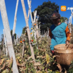 Kemarau Panjang, Petani Holtikultura di Sidomulyo Magetan Terancam Gagal Panen