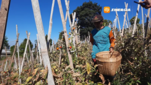 Kemarau Panjang, Petani Holtikultura di Sidomulyo Magetan Terancam Gagal Panen