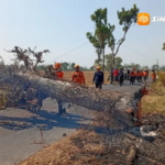 Perempuan di Madiun Tewas Tertimpa Pohon Saat Bonceng Anak