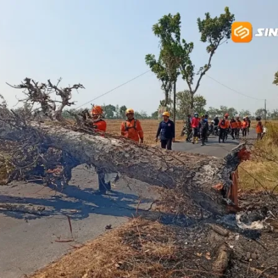Perempuan di Madiun Tewas Tertimpa Pohon Saat Bonceng Anak